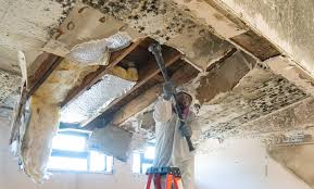 Environmental Consulting for Mold Prevention in Middleton, WI